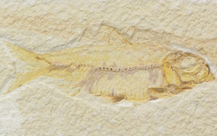 Bargain Knightia Fossil Fish - Wyoming #42429